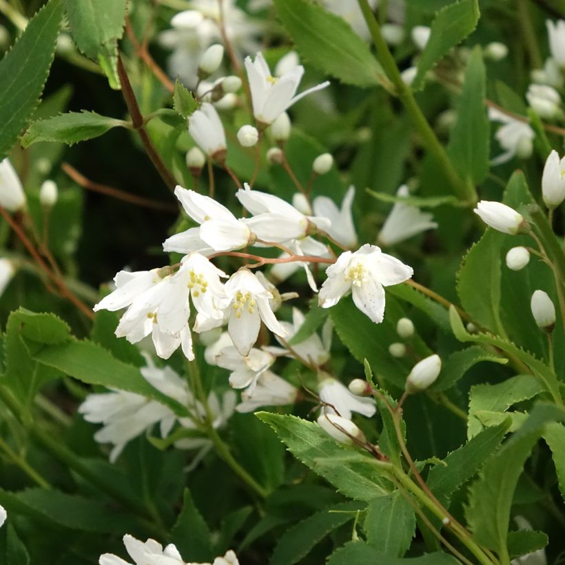 Deutzia gracilis Nikko - Bruidsbloem (Bloei)