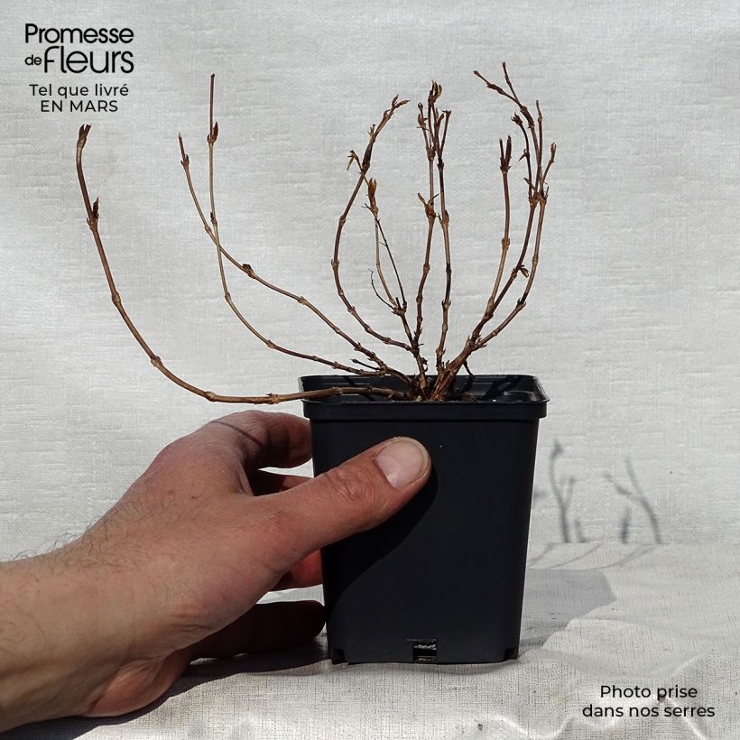 Exemplaar van Deutzia gracilis Nikko - Bruidsbloem Kweekpotje van 8/9 cm zoals geleverd in de lente