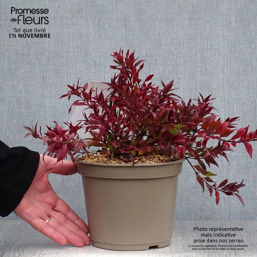 Exemplaar van Deutzia gracilis Nikko - Bruidsbloem Pot van 2 l/3 l zoals geleverd in de herfst