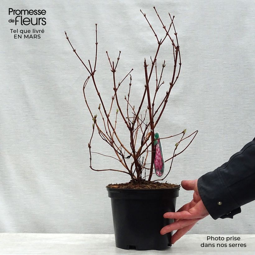 Exemplaar van Deutzia hybrida Strawberry Fields - Bruidsbloem Pot van 2 l/3 l zoals geleverd in de lente