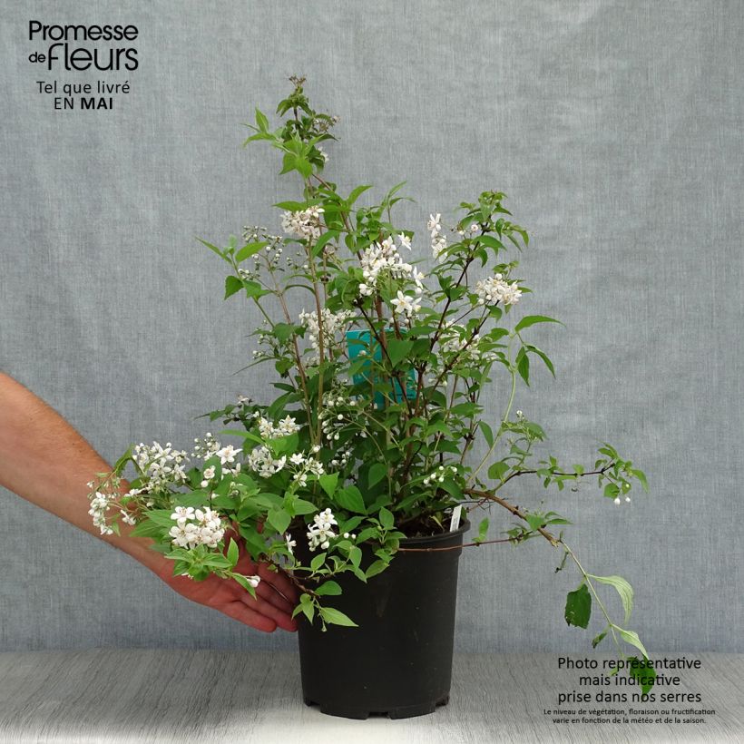 Exemplaar van Deutzia Mont Rose - Bruidsbloem Pot van 7,5 l/10 l zoals geleverd in de lente
