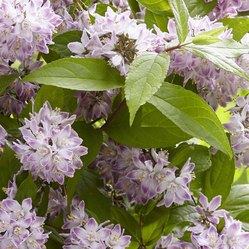 Deutzia Raspberry Sundae - Bruidsbloem (Blad)