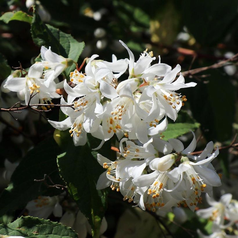 Deutzia magnifica - Bruidsbloem (Bloei)