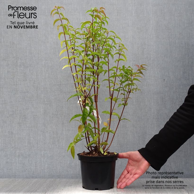 Exemplaar van Deutzia magnifica - Bruidsbloem Pot van 2 l/3 l zoals geleverd in de herfst