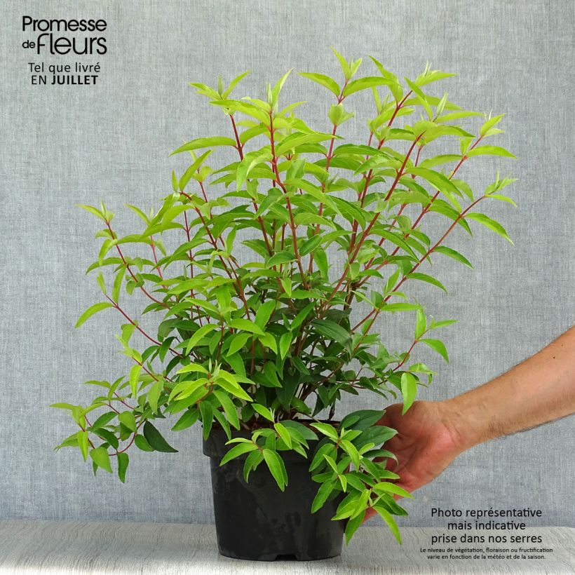 Exemplaar van Deutzia pulchra - Bruidsbloem Pot van 2 l/3 l zoals geleverd in de zomer