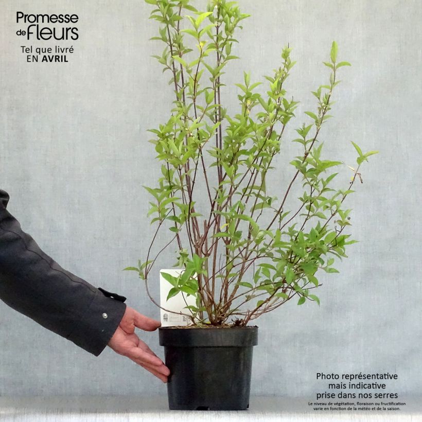 Exemplaar van Deutzia pulchra - Bruidsbloem Pot van 2 l/3 l zoals geleverd in de lente