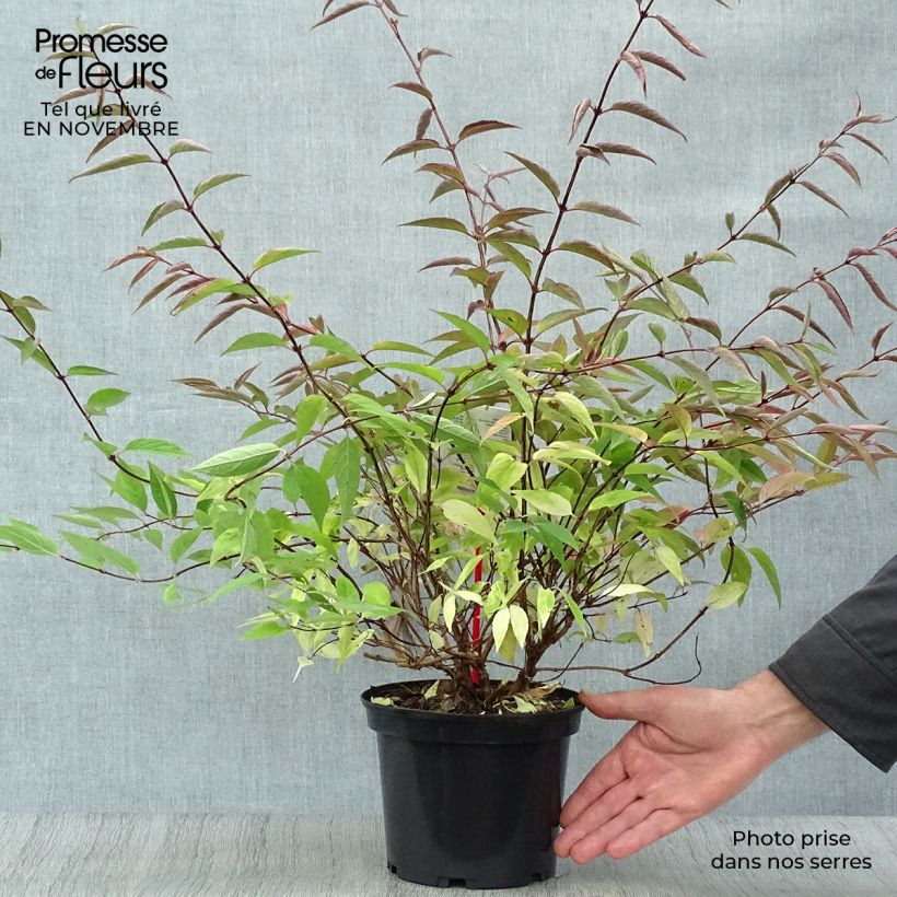 Exemplaar van Deutzia purpurascens Kalmiiflora - Bruidsbloem Pot van 3 l/4 l zoals geleverd in de herfst