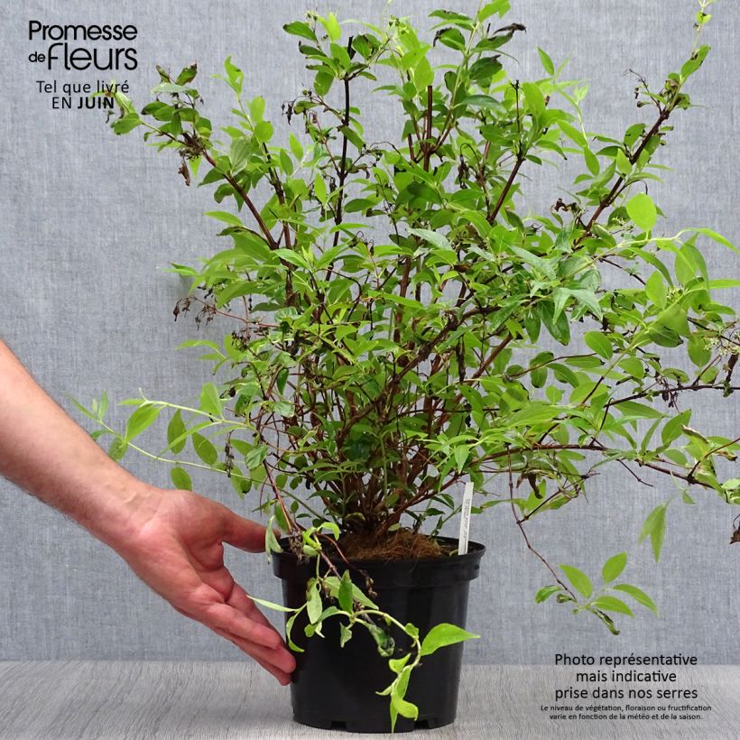 Exemplaar van Deutzia purpurascens Kalmiiflora - Bruidsbloem Pot van 3 l/4 l zoals geleverd in de zomer