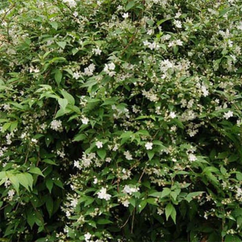 Deutzia rosea Campanulata - Bruidsbloem (Blad)