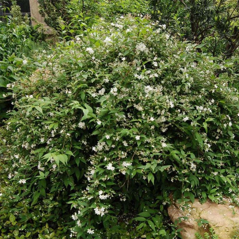 Deutzia rosea Campanulata - Bruidsbloem (Groeiplaats)