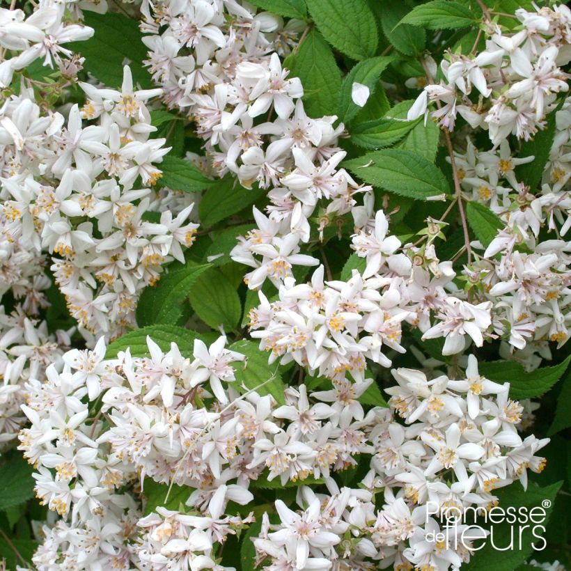 Deutzia scabra - Bruidsbloem (Bloei)