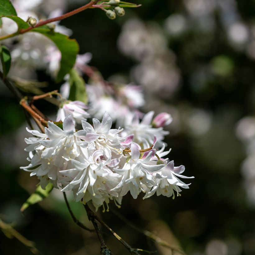 Deutzia scabra Codsall Pink - Bruidsbloem (Bloei)