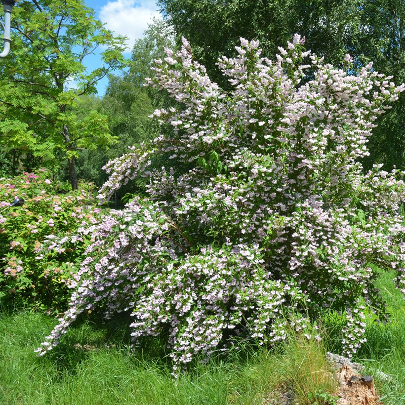 Deutzia scabra Codsall Pink - Bruidsbloem (Groeiplaats)