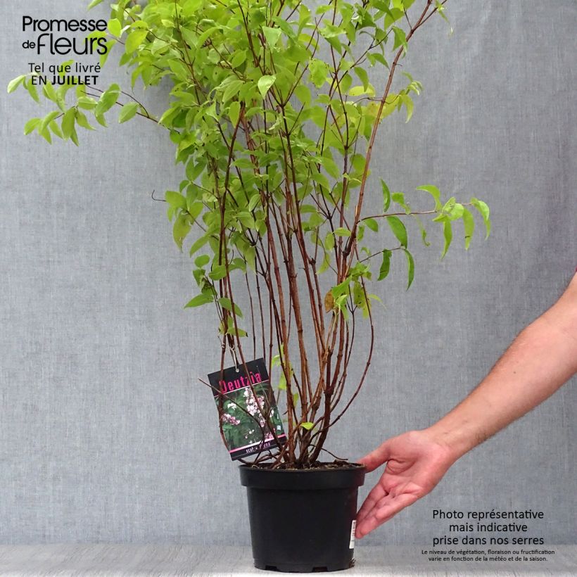 Exemplaar van Deutzia scabra Plena - Bruidsbloem Pot van 2 l/3 l zoals geleverd in de zomer