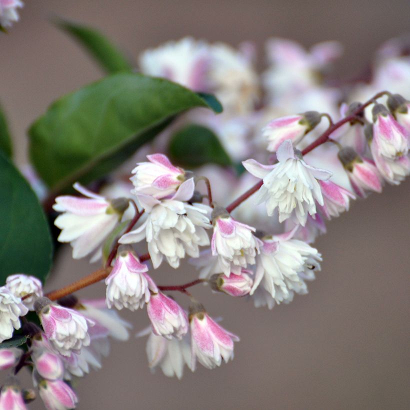 Deutzia scabra Plena - Bruidsbloem (Bloei)
