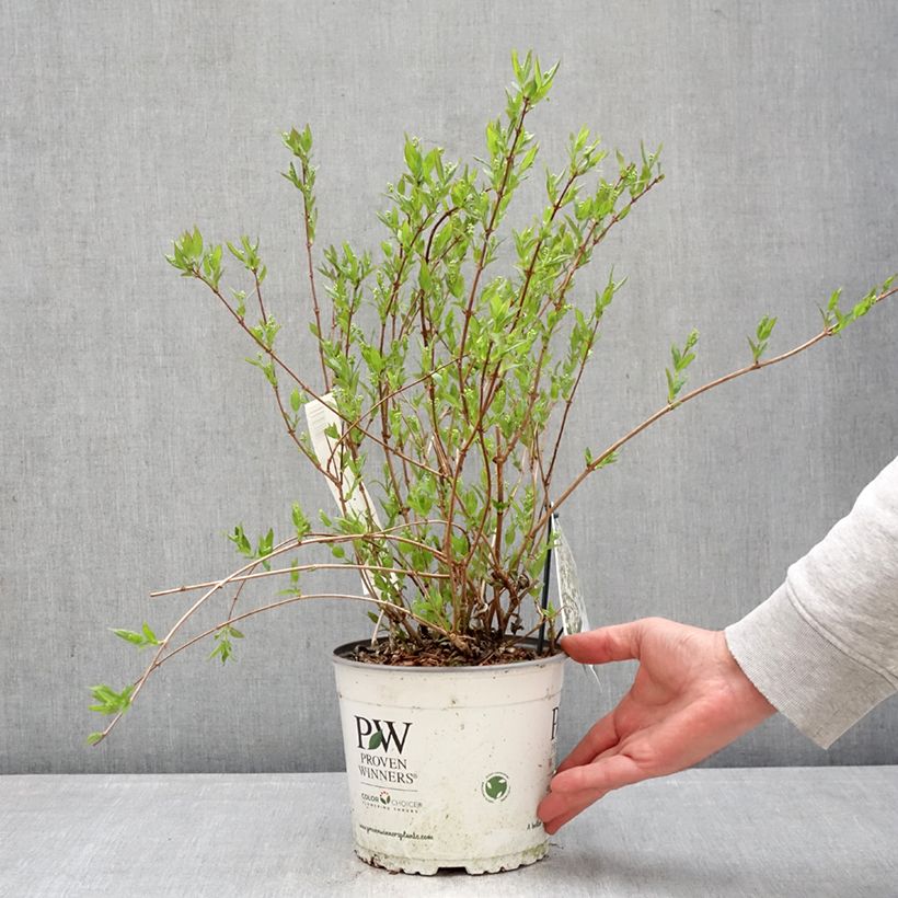 Example of Deutzia Yuki Snowflake - Bruidsbloem Pot van 2 l/3 l as you get in printemps