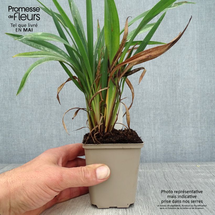 Exemplaar van Dianella revoluta Blue Stream - Tasmaanse vlaslelie Kweekpotje van 8/9 cm zoals geleverd in de lente