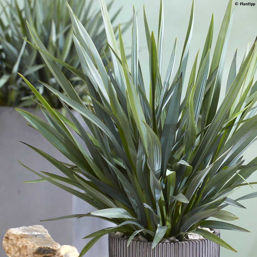 Dianella revoluta Blue Stream - Tasmaanse vlaslelie (Blad)