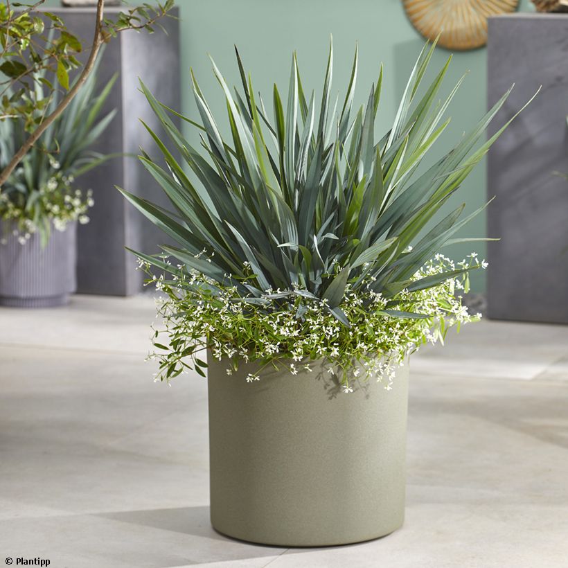 Dianella revoluta Blue Stream - Tasmaanse vlaslelie (Groeiplaats)