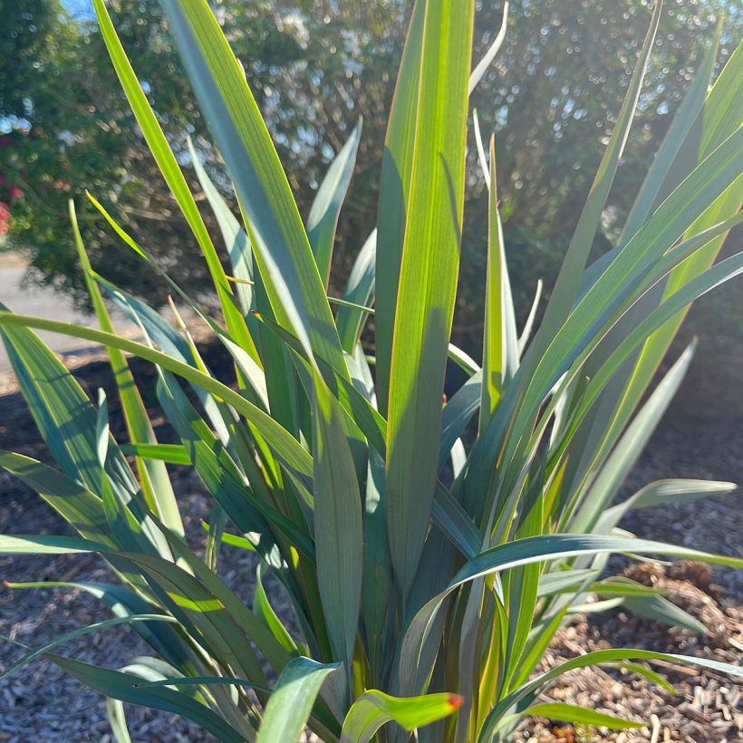 Dianella revoluta Clarity Blue - Tasmaanse vlaslelie (Blad)