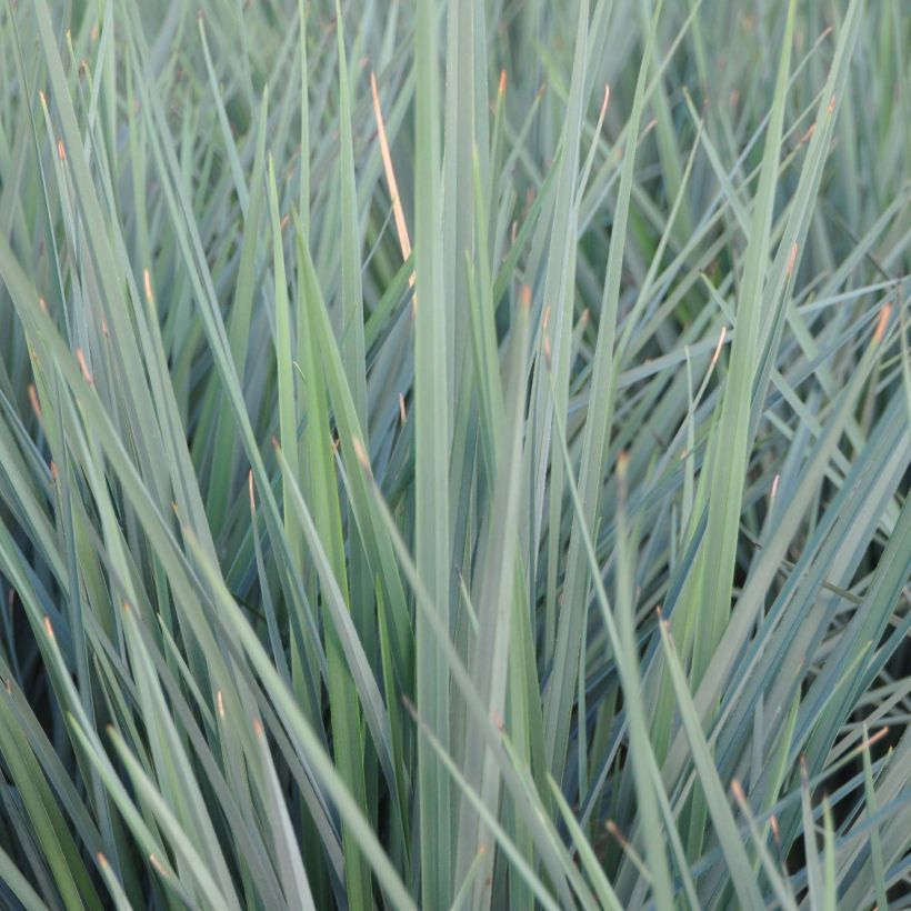 Dianella revoluta Coolvista - Tasmaanse vlaslelie (Blad)