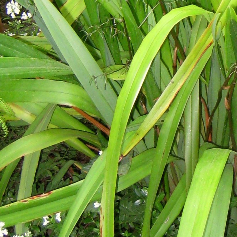 Dianella tasmanica - Tasmaanse vlaslelie (Foliage)