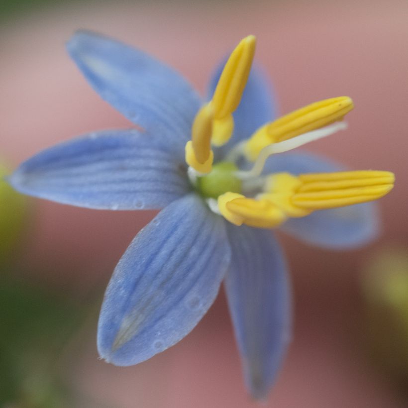 Dianella tasmanica - Tasmaanse vlaslelie (Flowering)