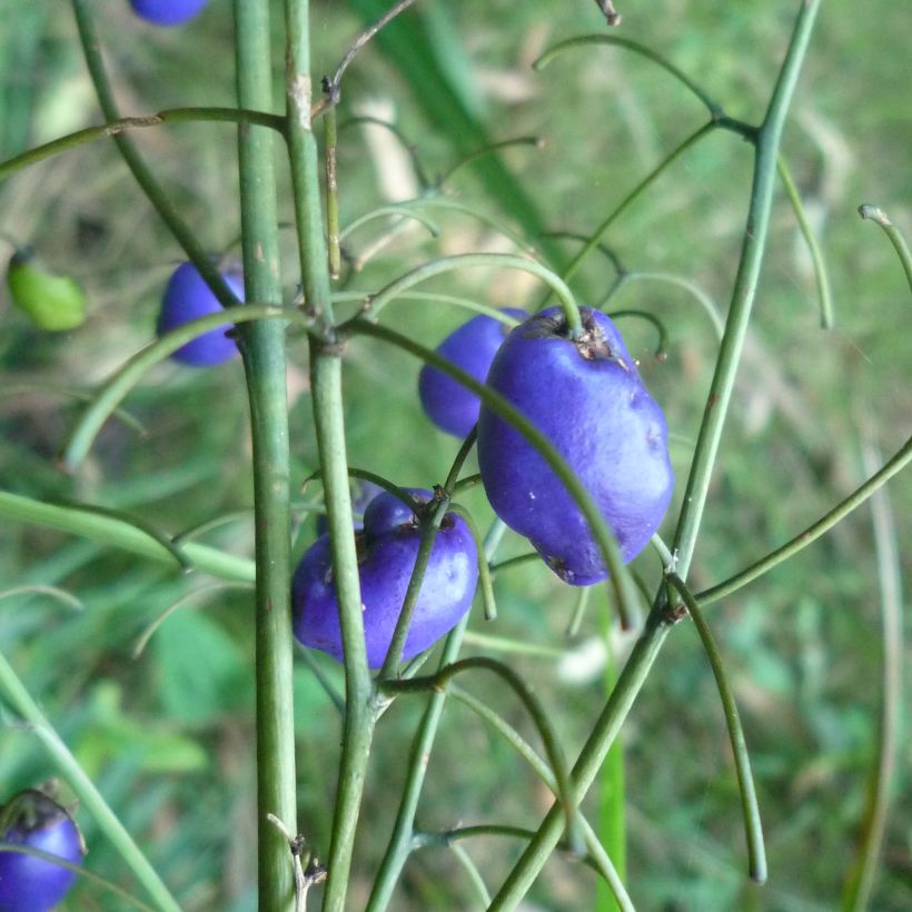 Dianella tasmanica - Tasmaanse vlaslelie (Harvest)