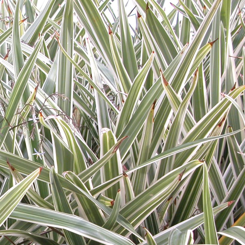 Dianella tasmanica Variegata - Tasmaanse vlaslelie (Foliage)