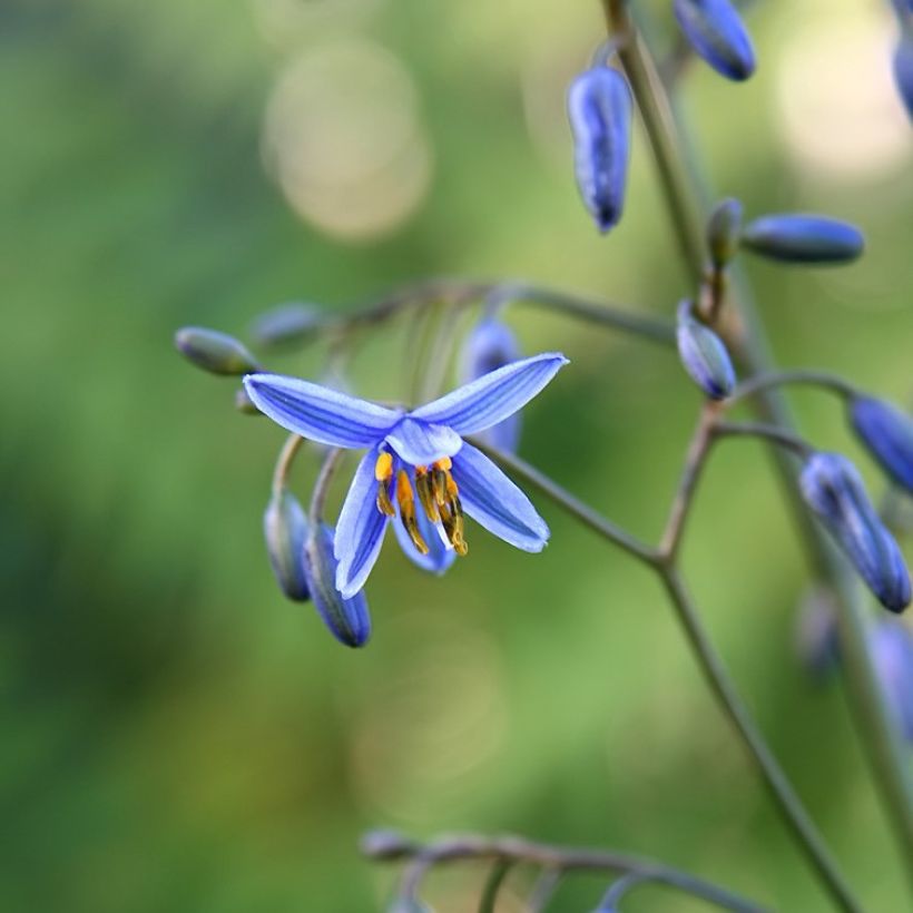 Dianella tasmanica Variegata - Tasmaanse vlaslelie (Flowering)