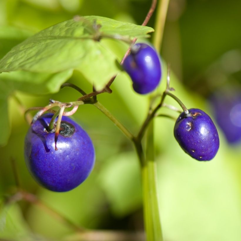 Dianella tasmanica Variegata - Tasmaanse vlaslelie (Harvest)