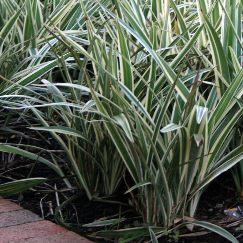 Dianella tasmanica Variegata - Tasmaanse vlaslelie (Plant habit)