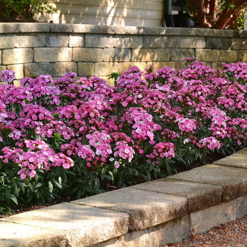 Dianthus barbatus Jolt Pink Magic - Grasanjer (Groeiplaats)