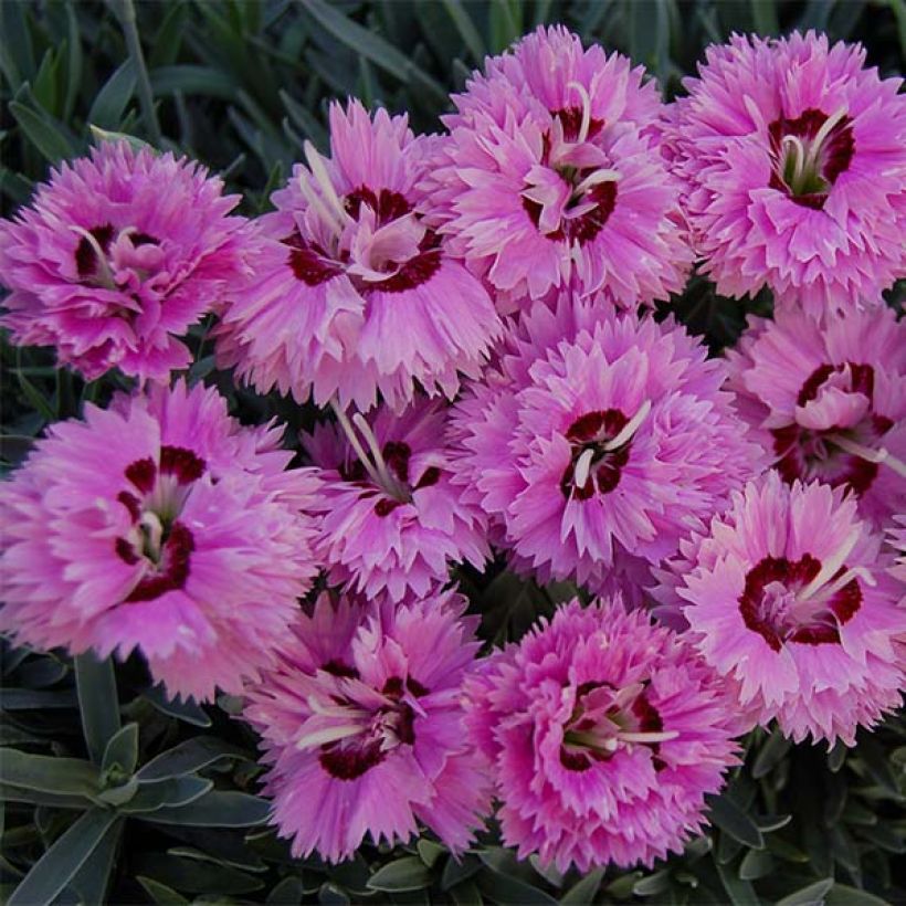 Anjer Pop Star - Dianthus (Bloei)