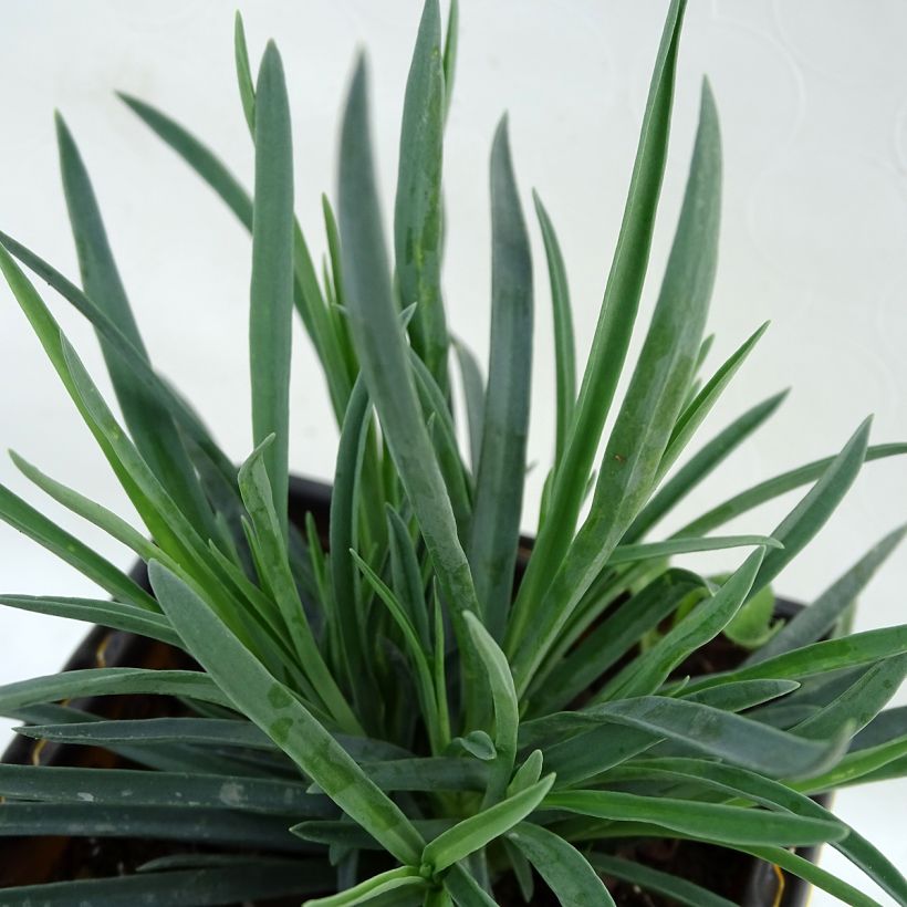 Dianthus Scent First Coral Reef - Grasanjer (Blad)