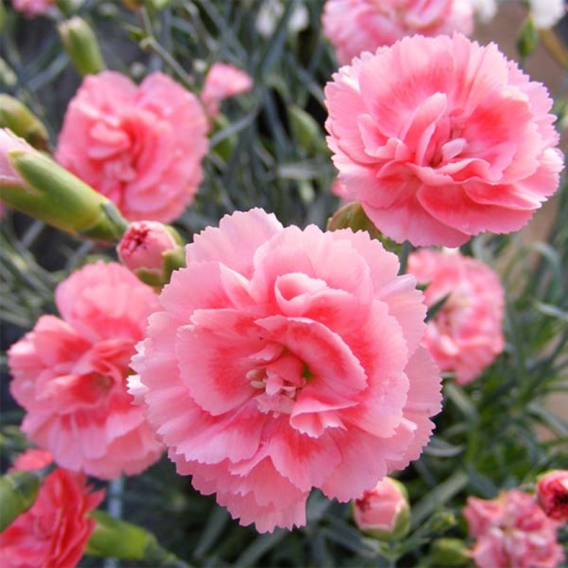 Dianthus plumarius Scent First Romance - Grasanjer (Bloei)