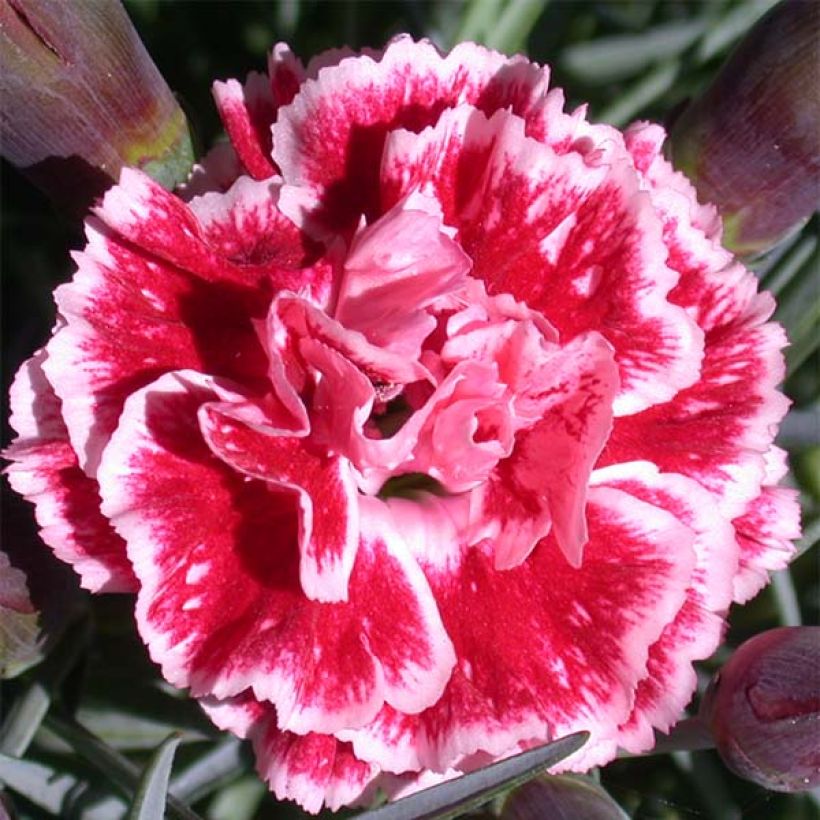 Dianthus Scent First Sugar Plum - Grasanjer (Bloei)