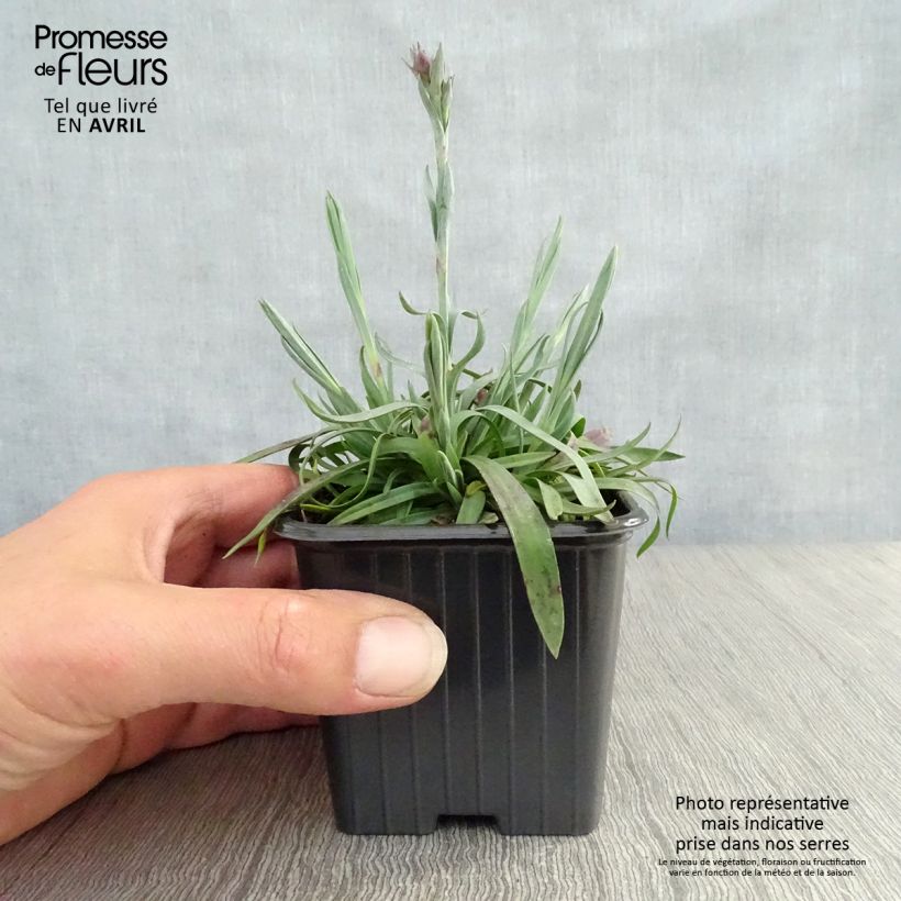 Exemplaar van Dianthus Scent First Sugar Plum - Grasanjer Kweekpotje van 7/8 cm zoals geleverd in de lente