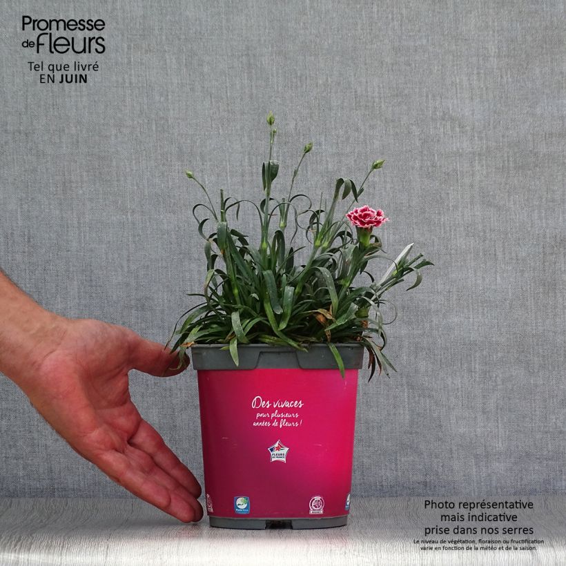 Exemplaar van Dianthus Scent First Sugar Plum - Grasanjer Pot van 2 l/3 l zoals geleverd in de zomer
