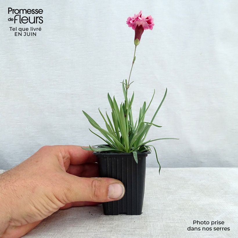 Exemplaar van Dianthus Scent First Sugar Plum - Grasanjer Kweekpotje van 7/8 cm zoals geleverd in de zomer