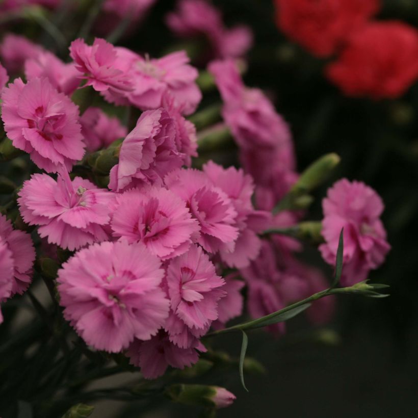 Dianthus Scent First Tickled Pink - Steenanjer (Bloei)