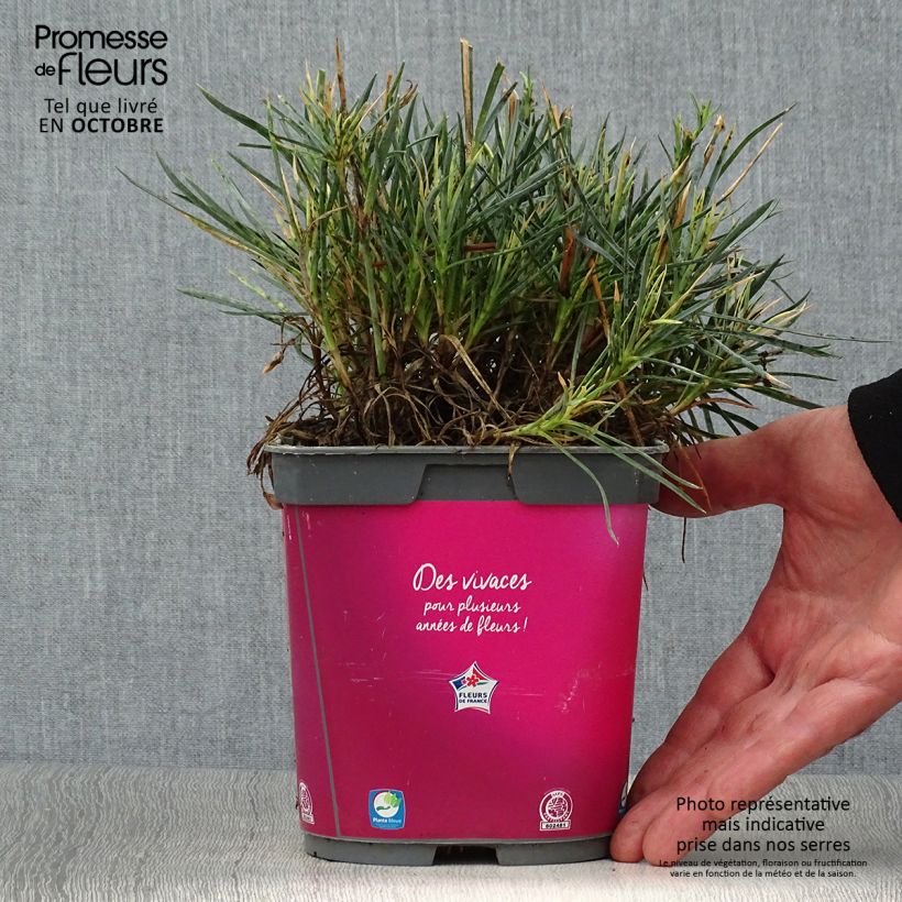 Exemplaar van Dianthus Scent First Tickled Pink - Steenanjer Pot van 2 l/3 l zoals geleverd in de herfst