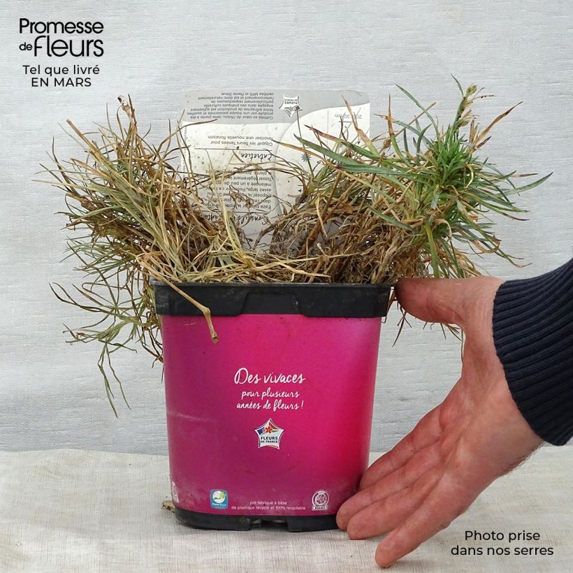Exemplaar van Dianthus Scent First Tickled Pink - Steenanjer Pot van 2 l/3 l zoals geleverd in de lente