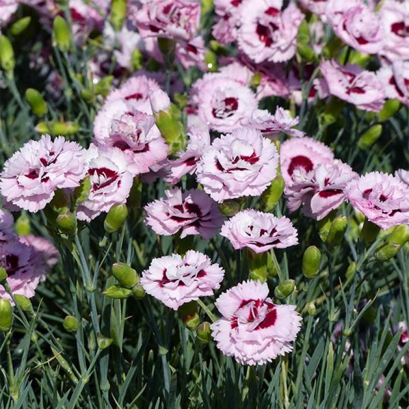 Dianthus plumarius Scent First Raspberry Sundae - Grasanjer (Bloei)