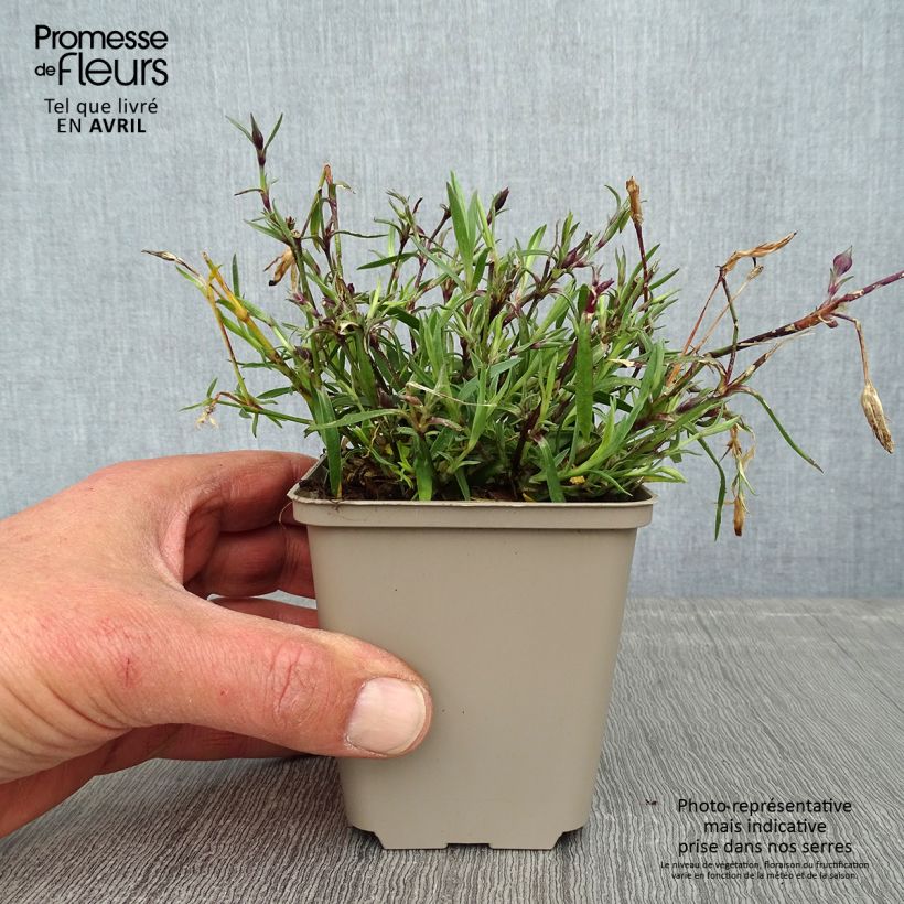 Exemplaar van Anjer Vivid Bright Light - Dianthus Kweekpotje van 8/9 cm zoals geleverd in de lente