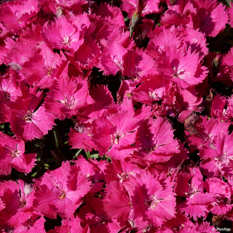 Anjer Vivid Bright Light - Dianthus (Bloei)