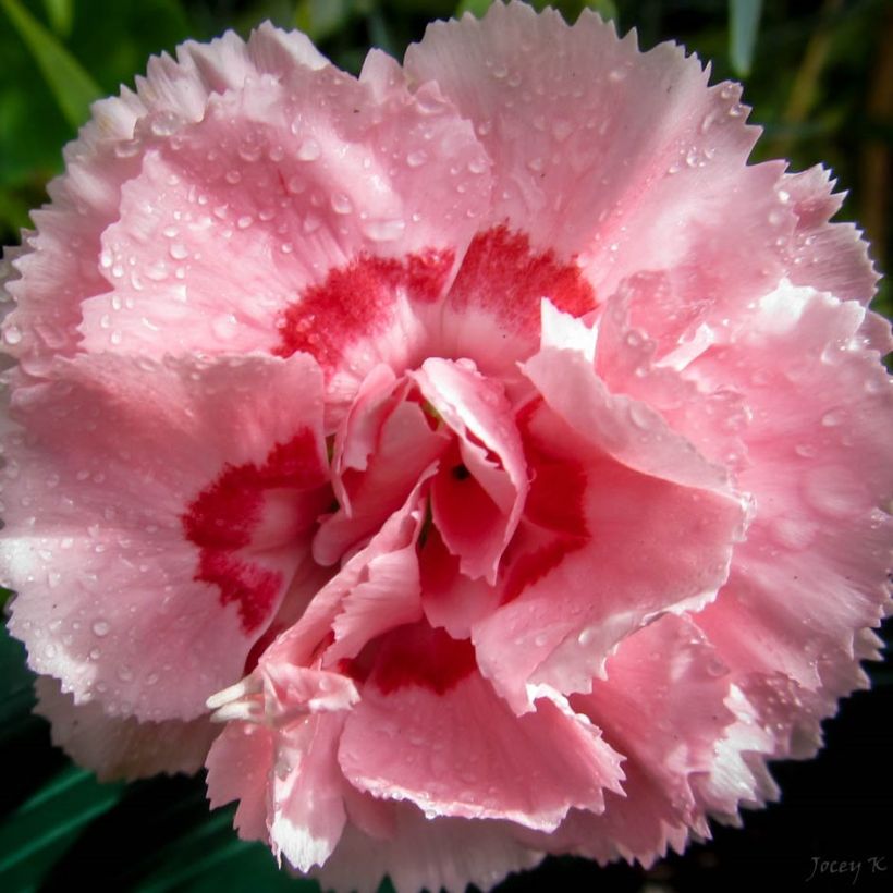 Anjer Whatfield Supergem - Dianthus (Bloei)