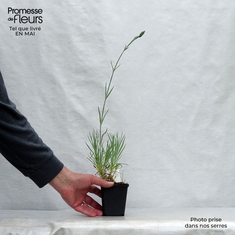 Exemplaar van Dianthus allwoodii Alice - Anjer Kweekpotje van 8/9 cm zoals geleverd in de lente