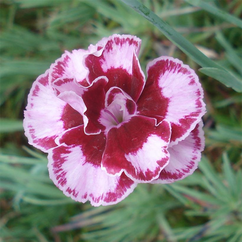 Dianthus allwoodii Romeo - Anjer (Bloei)