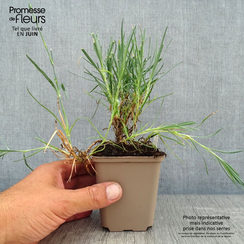 Exemplaar van Dianthus allwoodii Romeo - Anjer Kweekpotje van 8/9 cm zoals geleverd in de zomer